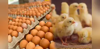 Aprueban requisitos para importar huevos y pollitos desde Brasil: ¿cuáles son las condiciones a cumplir?