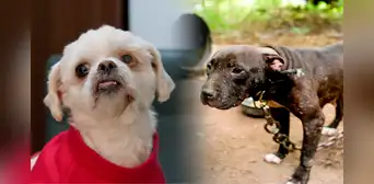Veterinario denuncia que PERROS son robados y son usados para crueles entrenamientos en Lima Veterinario denuncia que PERROS son robados y son usados para crueles entrenamientos en Lima