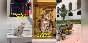 Gato adoptado por el Palacio de Gobierno del Perú causa sensación en redes: "Panchito, el nuevo michistro"