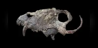 Descubren el cráneo de un temible depredador que vivió mucho antes de los dinosaurios Descubren el cráneo de un temible depredador que vivió mucho antes de los dinosaurios