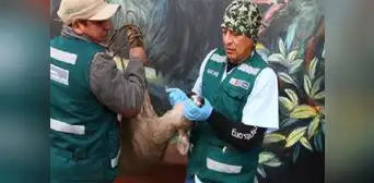 Veterinario rescató a venada en gestación, que era atacada por perros en Huancayo Veterinario rescató a venada en gestación, que era atacada por perros en Huancayo
