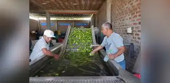 Producción del limón sigue  en situación crítica y peligra por plaga del dragón amarillo
