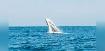 Reserva Nacional Mar Tropical de Grau: prepublican decreto que crea nueva área protegida
