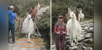 Extranjeros se cruzan con manada de llamas camino a Machu Picchu y causan furor: "Con permiso" Extranjeros se cruzan con manada de llamas camino a Machu Picchu y causan furor: "Con permiso"