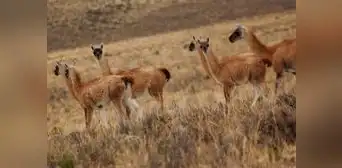 Reserva Pampa Galeras concentra la mayor población de vicuñas del país: ¿dónde queda y cómo llegar?