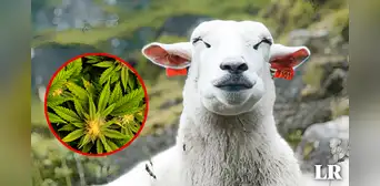 Rebaño de ovejas come 300 kg de cannabis por error cuando buscaba comida: “Todo lo ven hermoso” Rebaño de ovejas come 300 kg de cannabis por error cuando buscaba comida: “Todo lo ven hermoso”