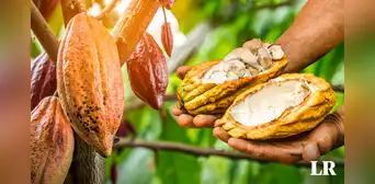 Día del Cacao y Chocolate, este 1 de octubre: ¿cuáles son regiones productoras del Perú?