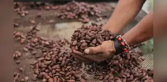 ¿Por qué se celebra el Día del Cacao y Chocolate el 1 de octubre en Perú? ¿Por qué se celebra el Día del Cacao y Chocolate el 1 de octubre en Perú?