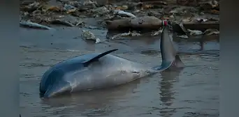 Hallan 110 delfines muertos en lago de la Amazonía brasileña: se elevó el riesgo de extinción Hallan 110 delfines muertos en lago de la Amazonía brasileña: se elevó el riesgo de extinción
