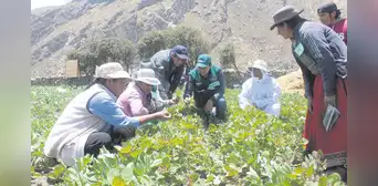 Fondo de hasta S/10 millones para indemnizar a agricultores Fondo de hasta S/10 millones para indemnizar a agricultores
