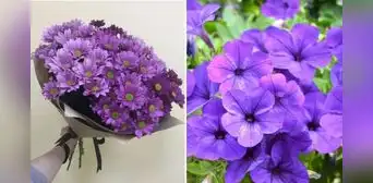 Lo ultimo de por qué se regalan flores moradas el 9 de octubre Lo ultimo de por qué se regalan flores moradas el 9 de octubre
