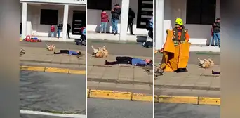 Perrito se hace el muerto durante simulacro de choque y usuarios reaccionan: “Un Oscar para Firulais”