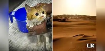 Más de 140 gatos son abandonados en desierto de Abu Dabi, bajo temperaturas de hasta 40 grados
