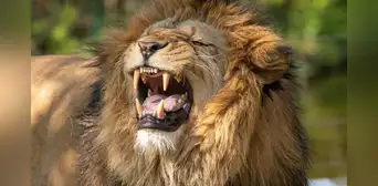 Hay un depredador en África cuya voz asusta más que los gruñidos de un león Hay un depredador en África cuya voz asusta más que los gruñidos de un león