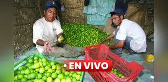 Precio del limón HOY 12 de octubre: ¿cuánto cuesta el kilo en Lima y regiones del Perú?