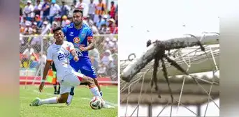 Solo en la Liga 1: captan gran cantidad de abejas en un arco durante el Atlético Grau vs. Alianza Atlético
