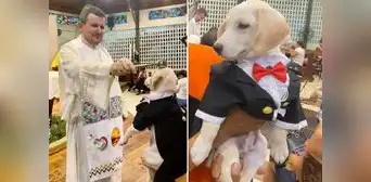 Perro con traje de gala es bendecido por sacerdote durante misa en Iquitos: “Ay, qué hermoso firulais” Perro con traje de gala es bendecido por sacerdote durante misa en Iquitos: “Ay, qué hermoso firulais”