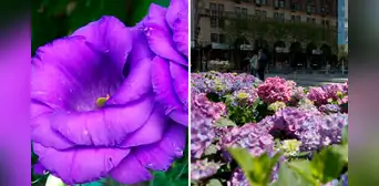 ¿Por qué se regalan flores moradas el 9 de octubre en Perú, México y otros países? ¿Por qué se regalan flores moradas el 9 de octubre en Perú, México y otros países?