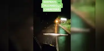 Serpiente paraliza el tránsito en carretera Tingo María-Pucallpa: "De terror" Serpiente paraliza el tránsito en carretera Tingo María-Pucallpa: "De terror"
