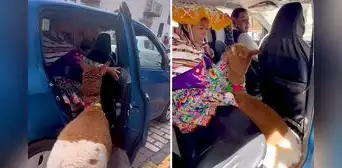 Tierna alpaca sorprende en redes al subirse a un taxi en Cusco: "Qué bello animalito"