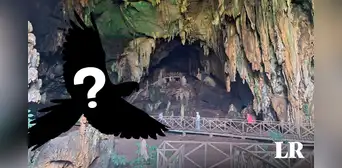 La Cueva de las Lechuzas no tiene lechuzas: ¿qué raro animal habita la atracción turística? La Cueva de las Lechuzas no tiene lechuzas: ¿qué raro animal habita la atracción turística?