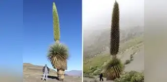 Los bosques de puya Raimondi en La Libertad: ¿dónde se ubican y cómo llegar? Los bosques de puya Raimondi en La Libertad: ¿dónde se ubican y cómo llegar?