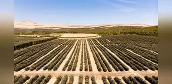 Arándanos, palta y mango bajan su cosecha debido a “El Niño”