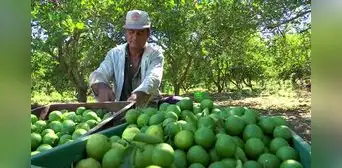 Agricultores piden a Boluarte rescate financiero ante S/600 millones en pérdidas por lluvias en Piura