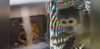 Ciudadano pagó S/400 para rescatar a monito de venta ilegal en mercado de SJL Ciudadano pagó S/400 para rescatar a monito de venta ilegal en mercado de SJL