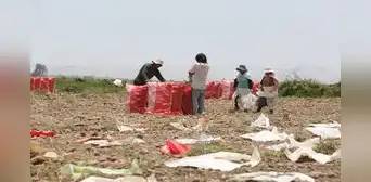 Arequipa: habrá escasez de papas el próximo año por la aparición de plagas Arequipa: habrá escasez de papas el próximo año por la aparición de plagas