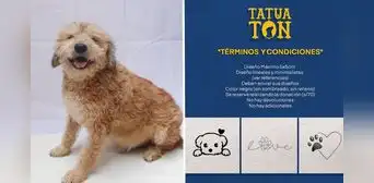 ¿Quieres un tatuaje? Albergue realiza tatuatón para recaudar fondos y ayudar a animales rescatados ¿Quieres un tatuaje? Albergue realiza tatuatón para recaudar fondos y ayudar a animales rescatados