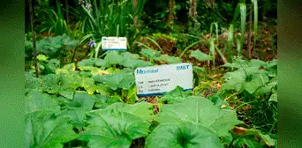 Jardín botánico de EsSalud: seguro emplea medicina natural para curar enfermedades