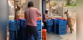 Alpaca es viral por ‘retar’ a trabajador en Ayacucho: “Gracias a mí recibes un sueldo”