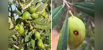 Plantaciones de olivo en Tacna se encuentran en peligro por plagas: ¿cuáles son?