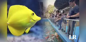 Comas: conoce el acuario más grande del Perú, horarios, costo de entradas y más Comas: conoce el acuario más grande del Perú, horarios, costo de entradas y más
