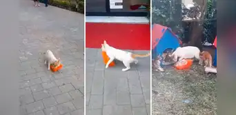 Gatita ingresa a supermercado y se roba un pollo para darle de comer a sus crías: “Una supermamá” Gatita ingresa a supermercado y se roba un pollo para darle de comer a sus crías: “Una supermamá”