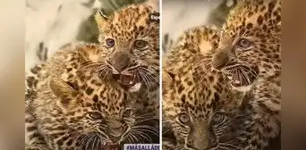 Parque de las Leyendas exhibe a tiernas crías de leopardo con 2 meses de nacidos Parque de las Leyendas exhibe a tiernas crías de leopardo con 2 meses de nacidos