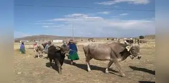 Puno enfrenta ola de calor excepcional que agudiza la crisis hídrica Puno enfrenta ola de calor excepcional que agudiza la crisis hídrica