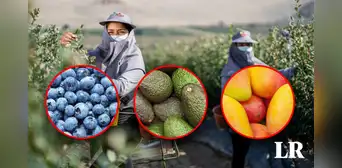 Cultivos agroindustriales son afectados por altas temperaturas en La Libertad: ¿cuáles son? Cultivos agroindustriales son afectados por altas temperaturas en La Libertad: ¿cuáles son?