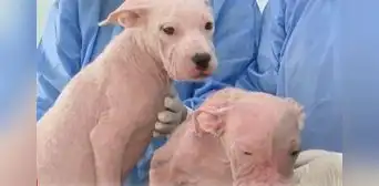 Maltrato animal en Miraflores: rescatan a 2 perritos con alopecia en estado de abandono