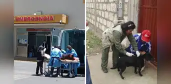 Arequipa: confirman primer caso de rabia humana en la región desde el 2015
