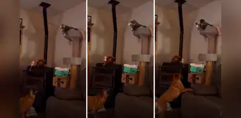 Gato ‘adopta’ a perro y lo hace jugar con una caña de pescar: “Convirtió a Firulais en su mascota” Gato ‘adopta’ a perro y lo hace jugar con una caña de pescar: “Convirtió a Firulais en su mascota”