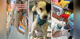 Perro callejero roba conejo de peluche en una tienda y lo terminan adoptando: “Es el nuevo jefe”