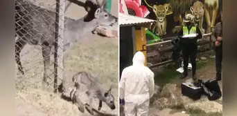 Tapir muere en zoológico de Huancayo: ya suman 31 animales fallecidos Tapir muere en zoológico de Huancayo: ya suman 31 animales fallecidos