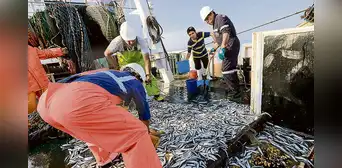 Avanza pesca exploratoria en favor de la industria Avanza pesca exploratoria en favor de la industria