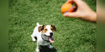 ¿Comida favorita o juguete favorito? Científicos descubren qué prefieren los perros ¿Comida favorita o juguete favorito? Científicos descubren qué prefieren los perros
