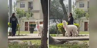 Mujer sorprende al pasear a una alpaca en La Molina y usuarios reaccionan: “Mi pan, su, su, sum ”