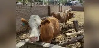 Producción de leche bajó en 50 % en Lambayeque