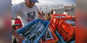 Ministerio de la Producción da luz verde a pesca exploratoria de bonito para embarcaciones artesanales Ministerio de la Producción da luz verde a pesca exploratoria de bonito para embarcaciones artesanales