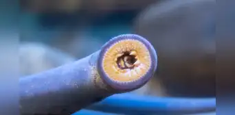 Los terroríficos peces sin cabeza que succionan la sangre de animales marinos desde hace 450 millones de años Los terroríficos peces sin cabeza que succionan la sangre de animales marinos desde hace 450 millones de años